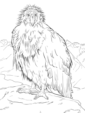 California Condor Takes A Break At The Grand Canyon Coloring Page